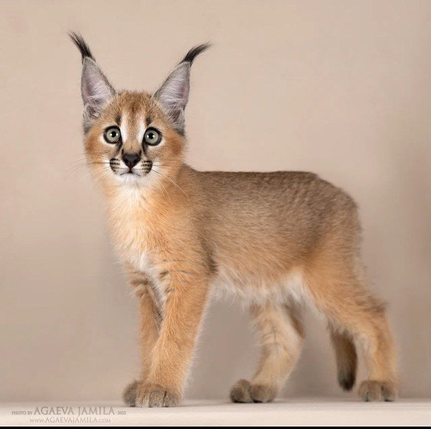 disponibile gattino caracal e serval - media 3